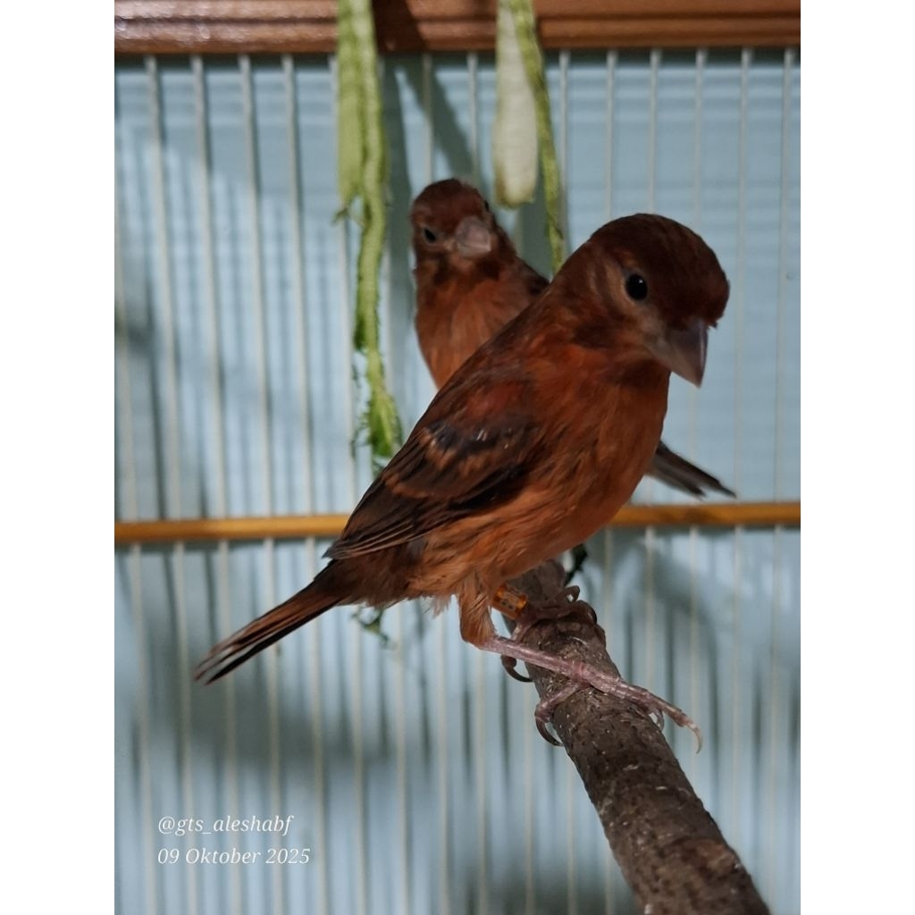 ANAKAN BURUNG KENARI BLACKRED LOKAL WARNA ALAMI MURNI GENETIK JAMINAN