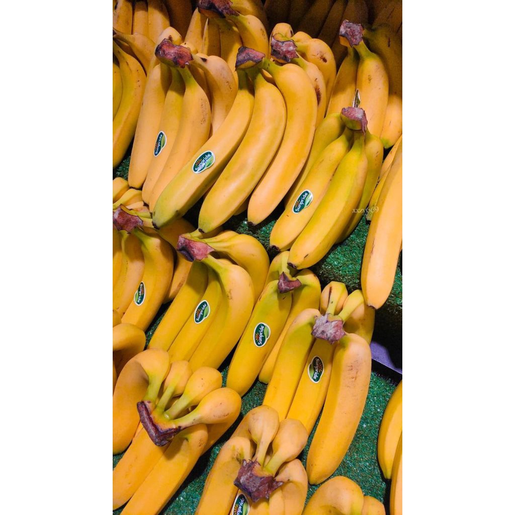 HARGA PETANI !! Bibit Pisang Cavendish Kuning Bibit Pisang Cavendish Mw Bibit Pisang Cavendish Pende