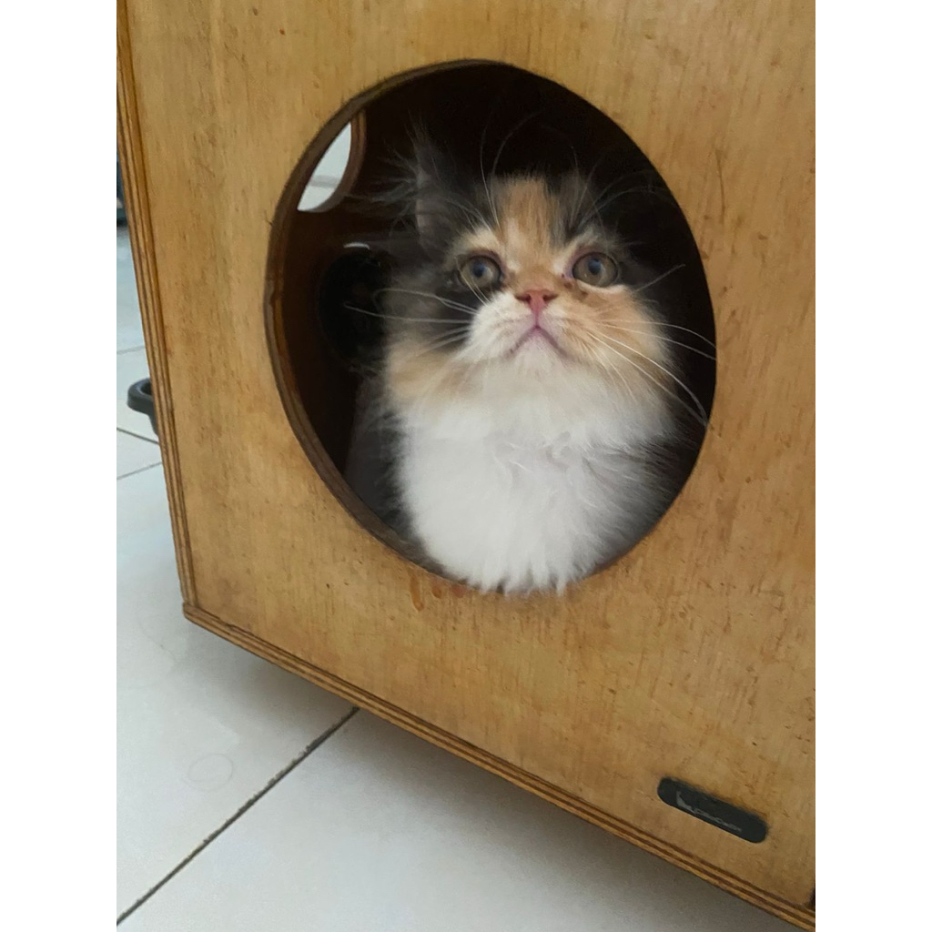 Paket Adobter British Short Hair Kitten Adult