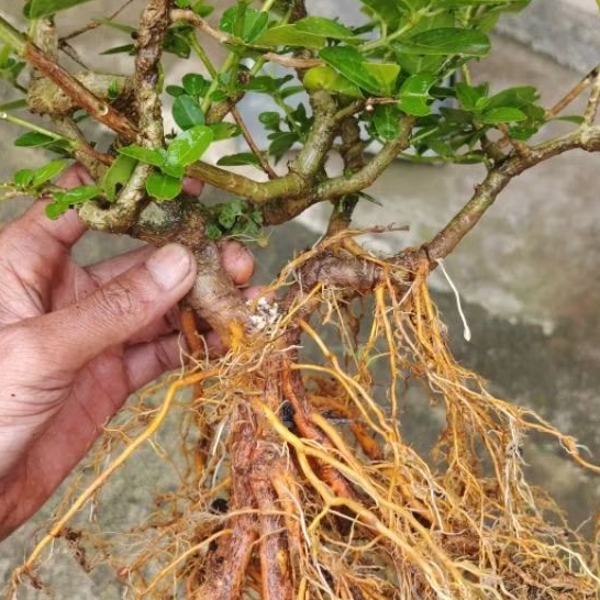 Bahan Bonsai Sancang Program Akar