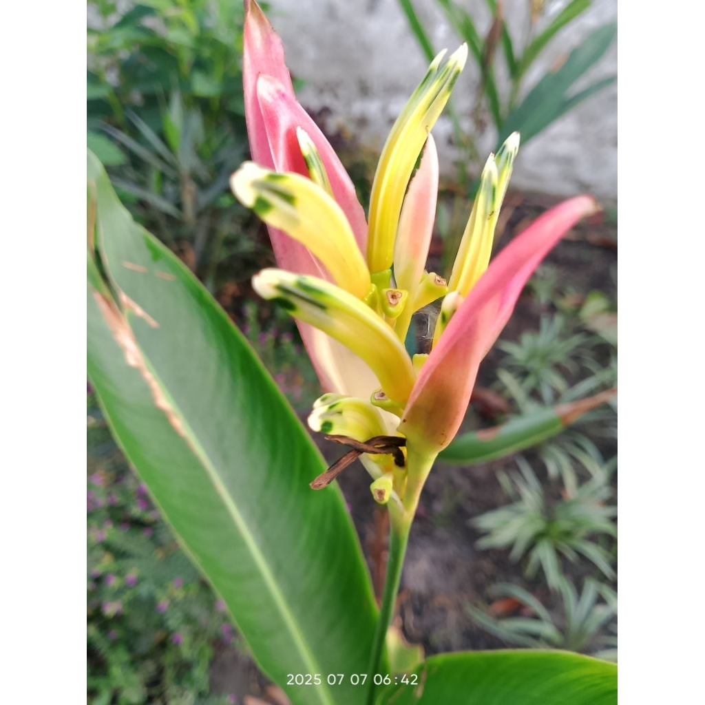 Heliconia / Pisang Bunga, Warna Pink