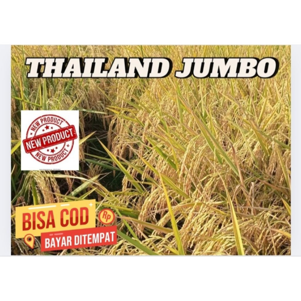BENIH BIBIT PADI THAILAND JUMBO KEMASAN 1KG