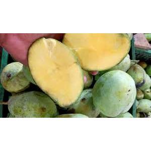 Buah Mangga Cengkir