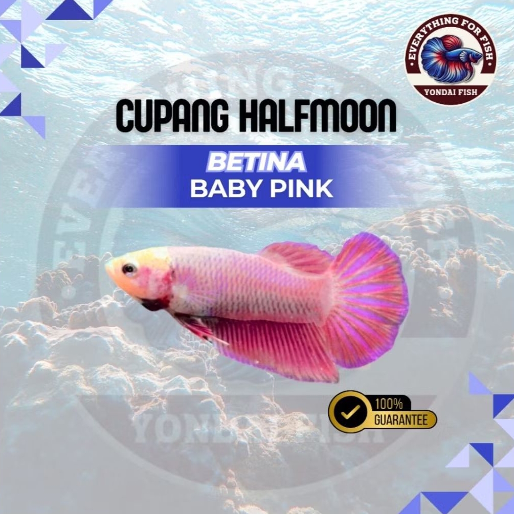 [BETINA HM] Cupang Baby Pink | TOP GRADE | NEW | IKAN HIAS | BESTSELLER