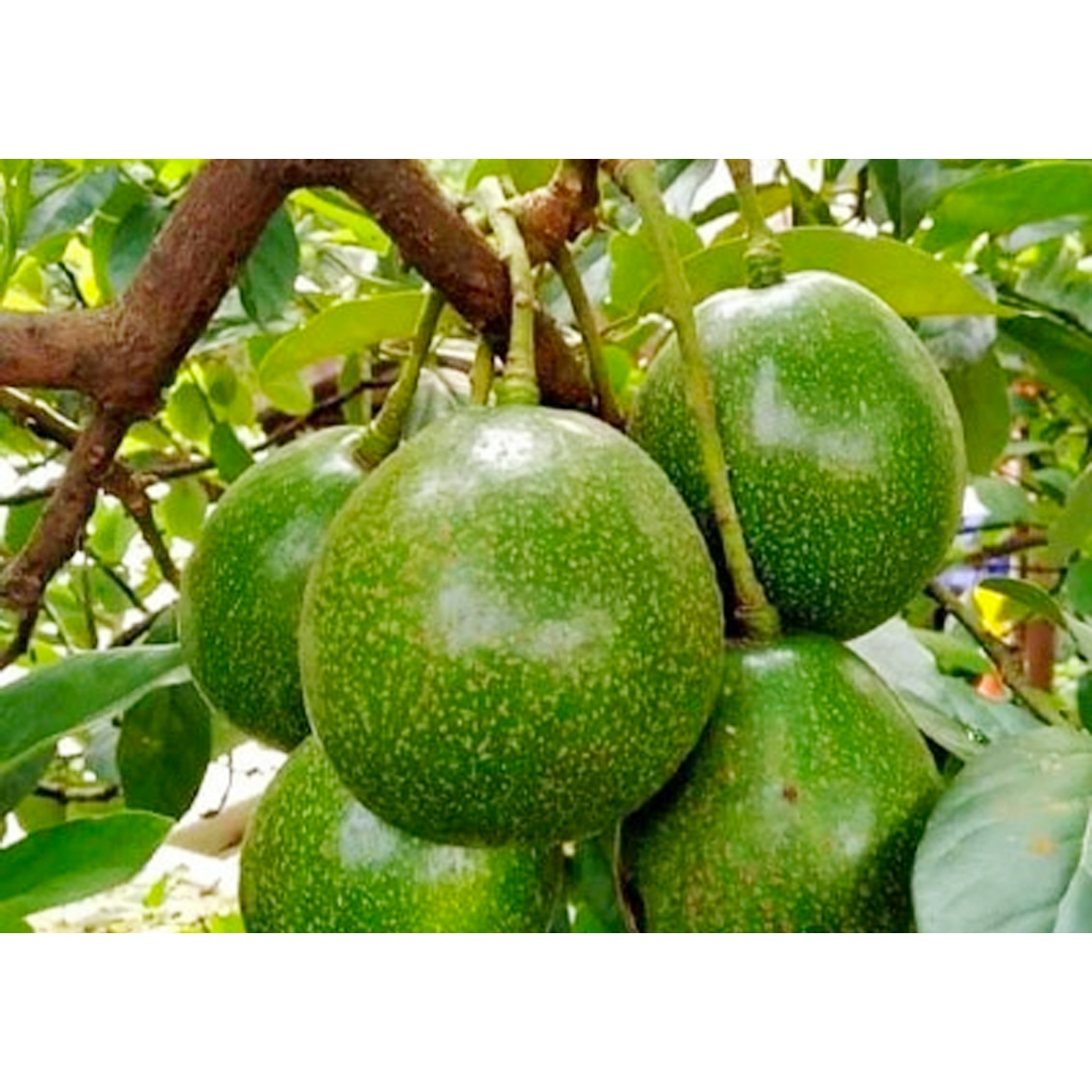 TANAMAN ALPUKAT KENDIL UNGGUL / BIBIT ALPUKAT MARKUS HASIL OKULASI SIAP TANAM