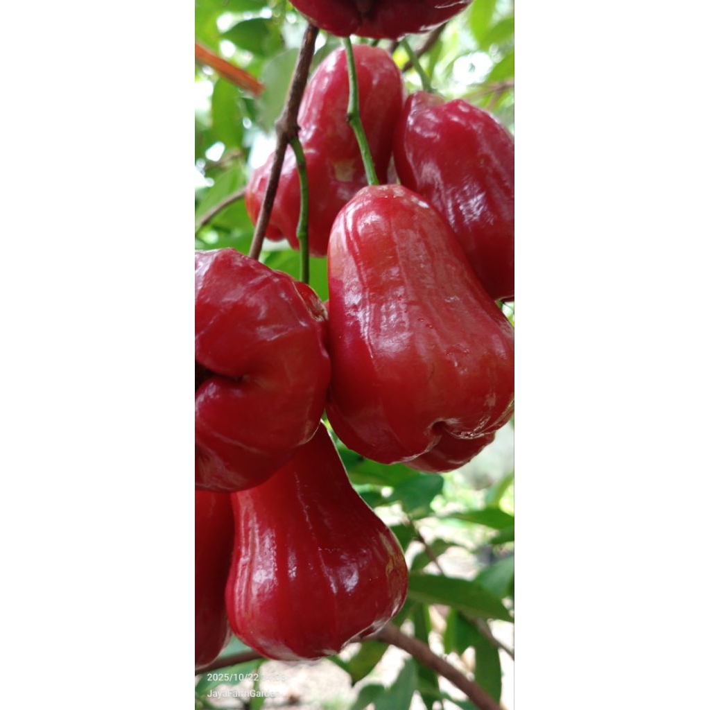 Bibit jambu citra cangkok