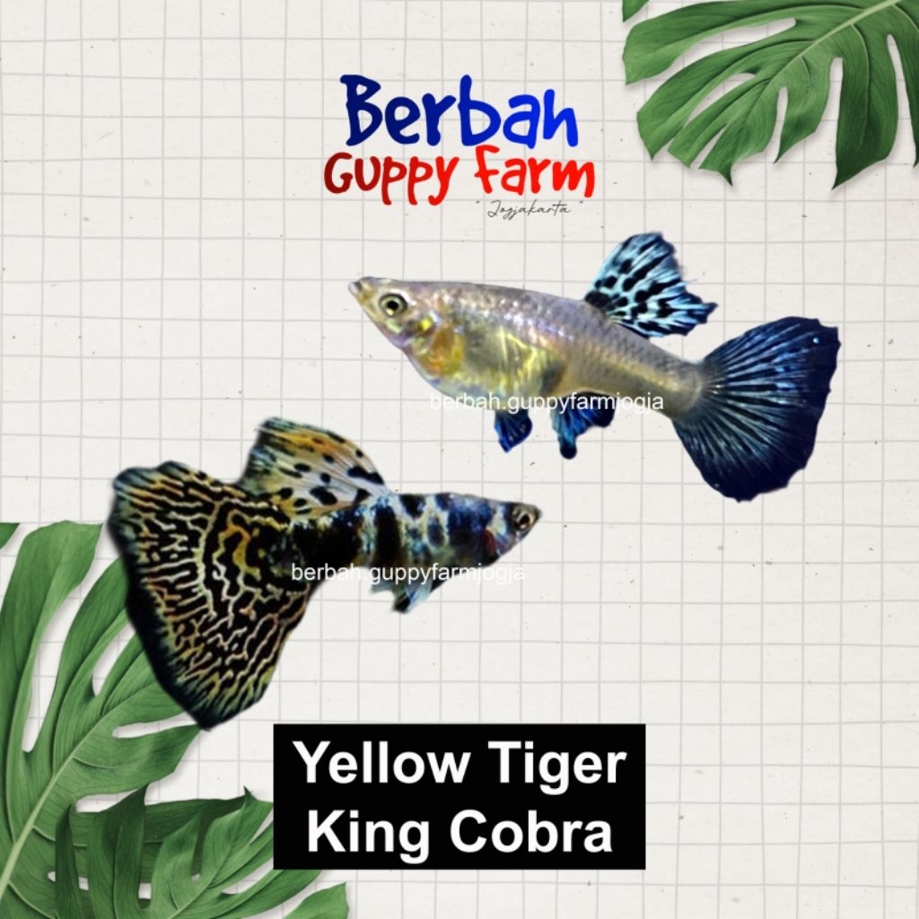 Pembersih Aquarium ikan guppy yellow tiger king cobra