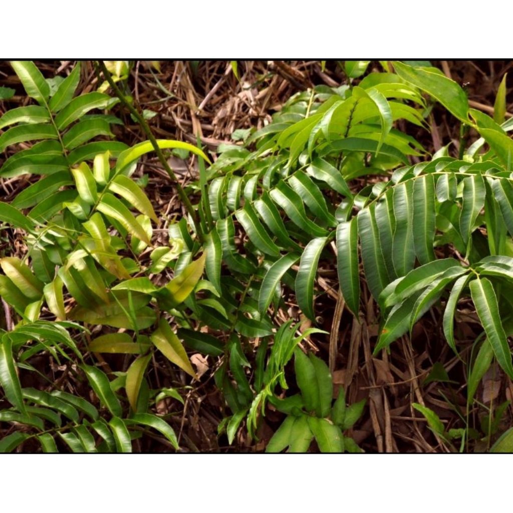 Bibit pohon bunga cantik langka kalaki 5pohon