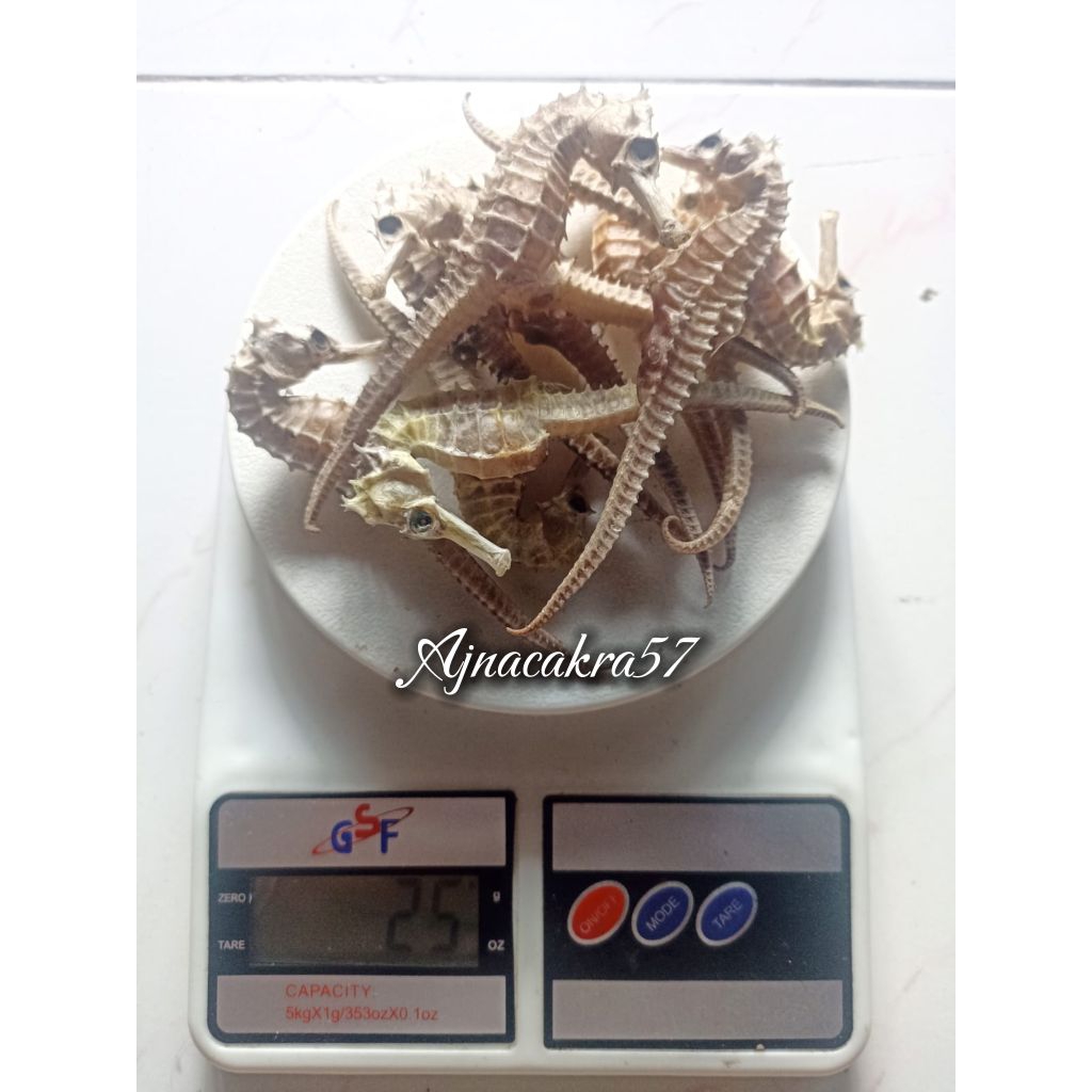 kuda Laut Kering Asli dari Laut Jawa 100% Original 25gram