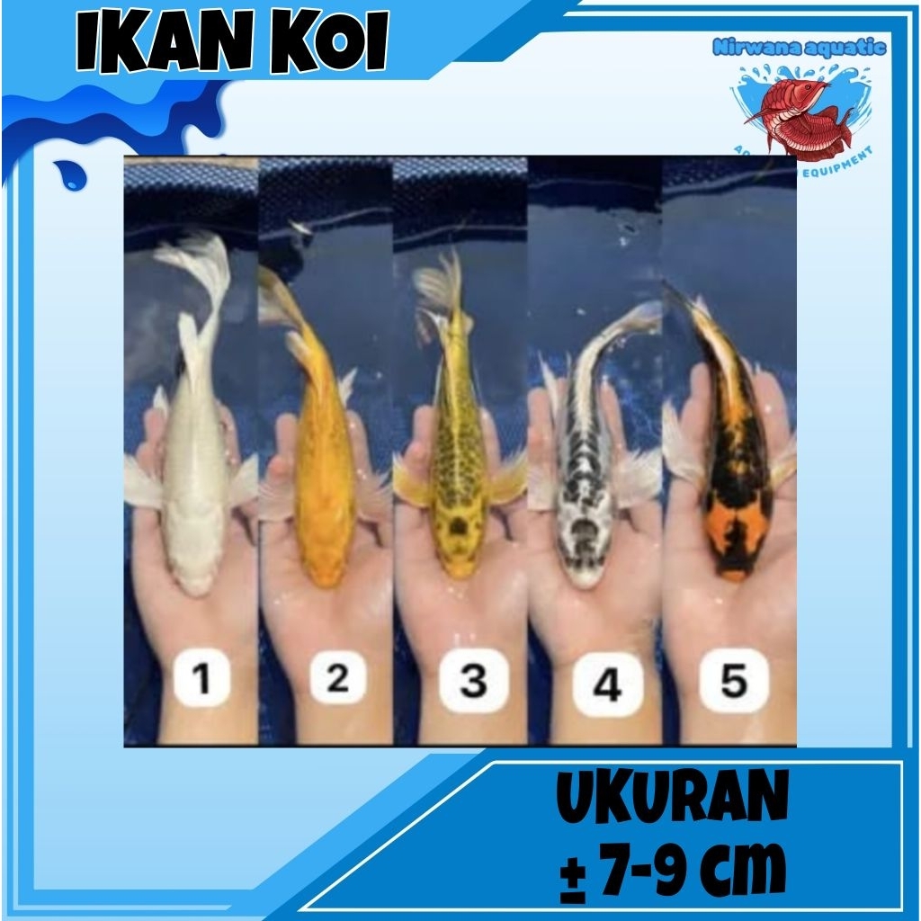 (PAKETAN 10 EKOR) IKAN KOI - UKURAN 7-8 CM & 18-20 CM | PLATINUM SLAYER, METALIK, KOBUTO, MERAH PUTI