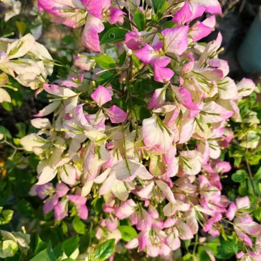 BIBIT GEISHA BOUGENVILLE IMPORT 100% ORI