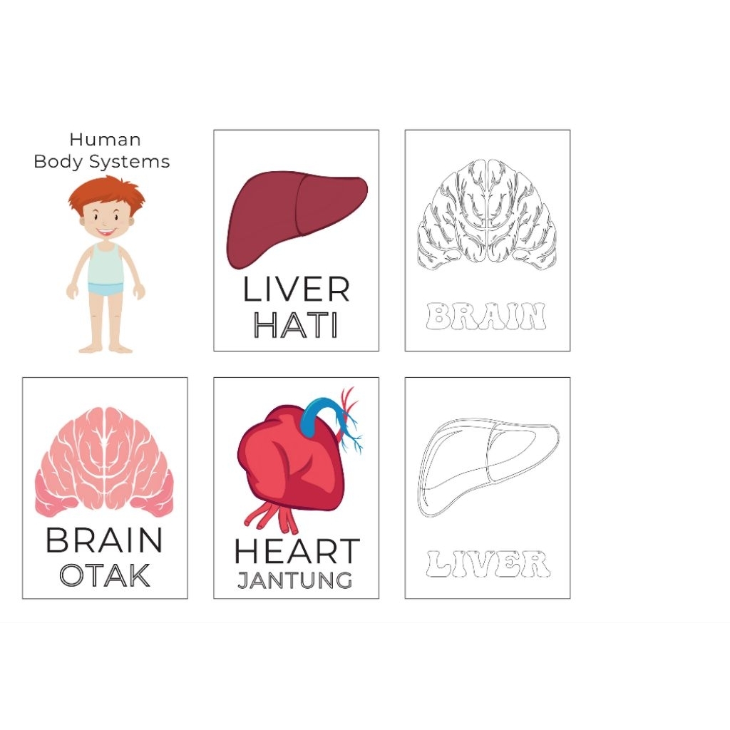 FLASHCARD EDUKASI ANAK HUMAN BODY BELAJAR MENGENAL BAGIAN TUBUH