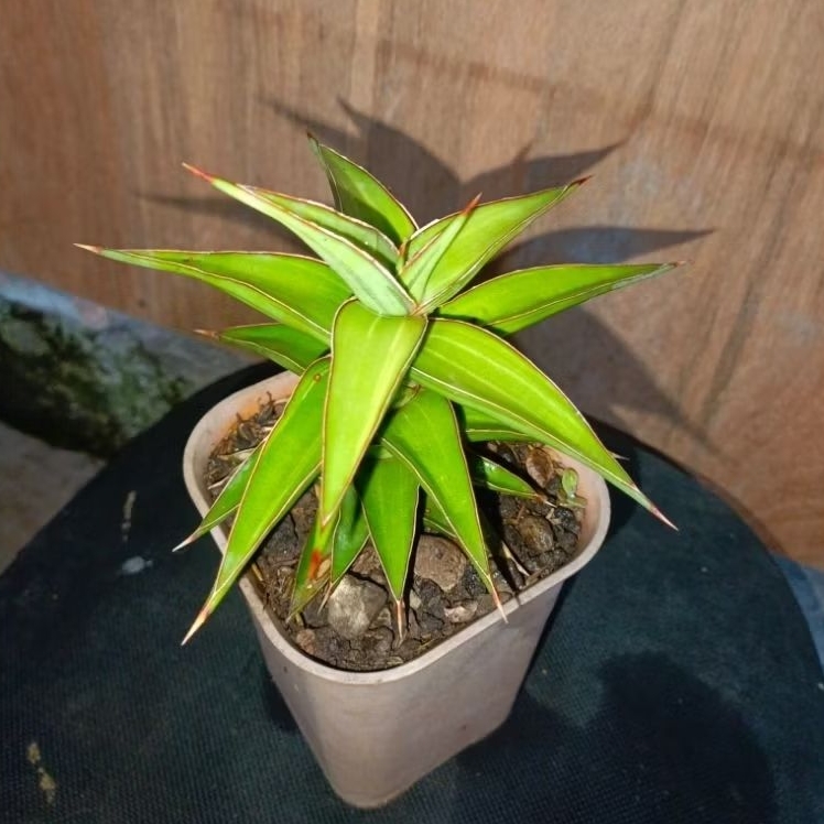 sansivera lavranos 51 varigata srit