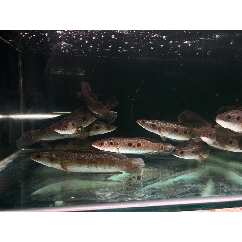 channa pleuro goblin