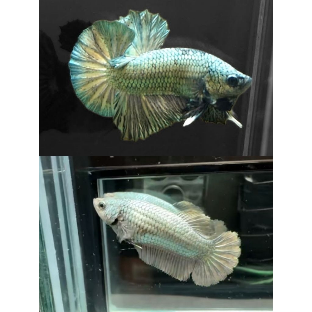 AL HMPK COPER SOLID JANTAN BETINA ( ISI 2 VCS ) DEWASA