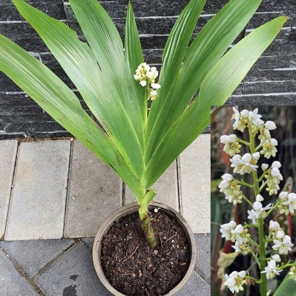 Xiphidium caeruleum / iris anggrek putih irish airish / bibit tanaman hias bunga