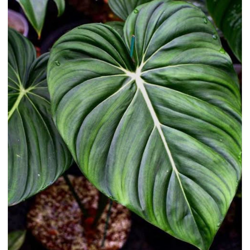 tanaman philodendron mcdowell