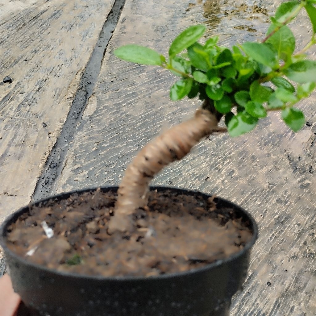 Bonsai Mini Hidup Siap Pajang | Bonsai Mini Sancang | Bonsai Mini Hidup Pot