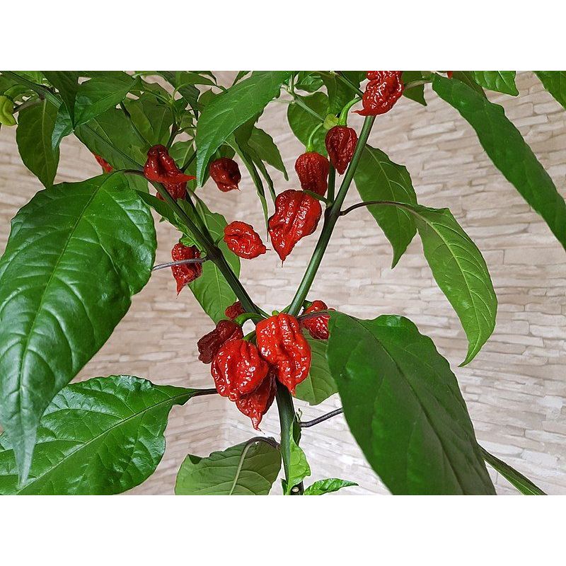 TERMURAH - Bibit Carolina Reaper Terjamin