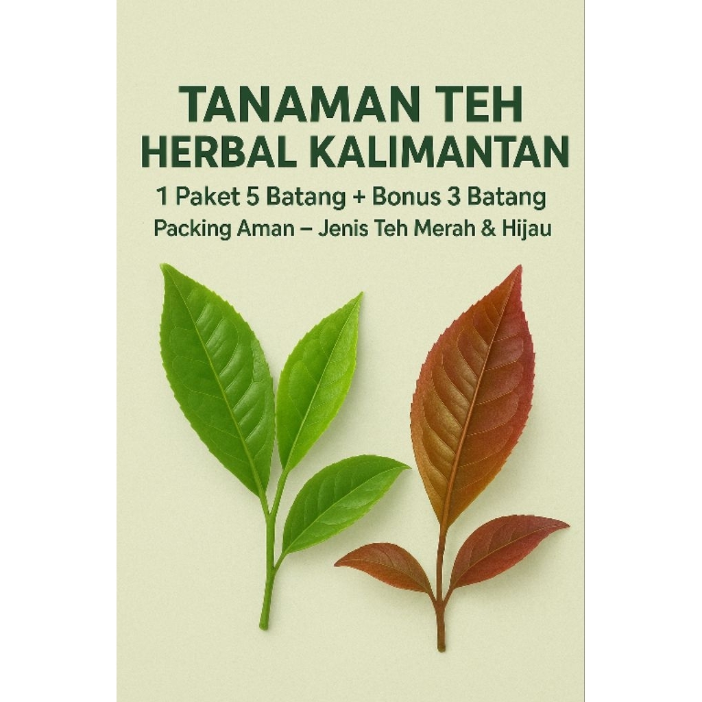 Bibit pohon teh nusantara asli kalimantan