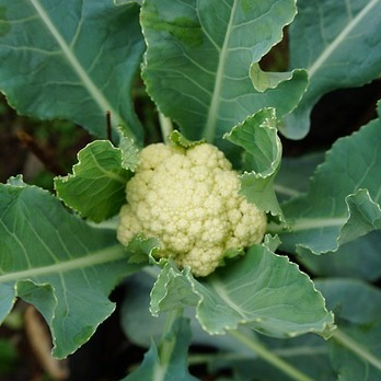 TERMURAH - Bibit Kembang Kol