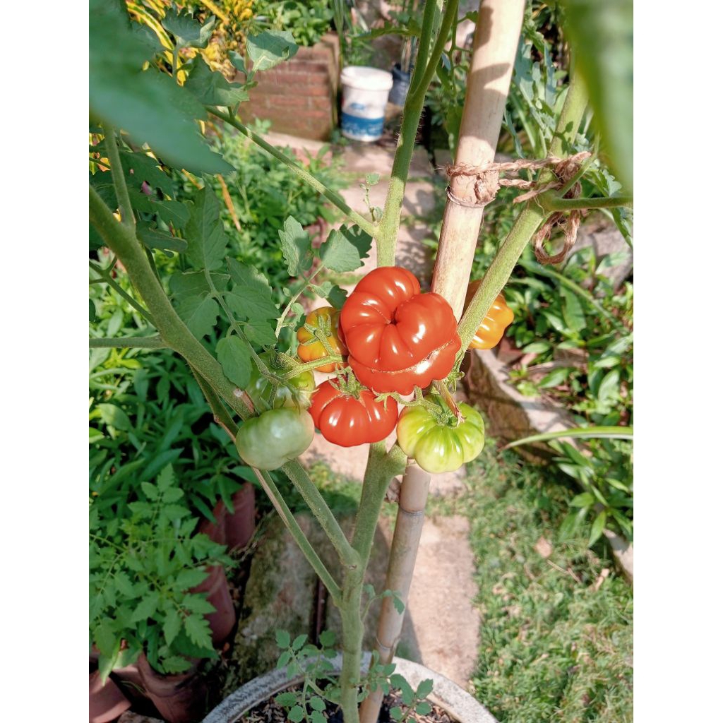 Benih Tomat Mawar – Buah Bulat Merah Cerah, Rasa Manis Segar, Produktif