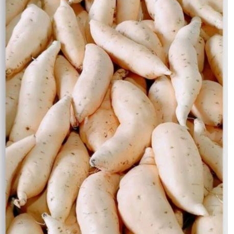 bibit daun ubi jalar