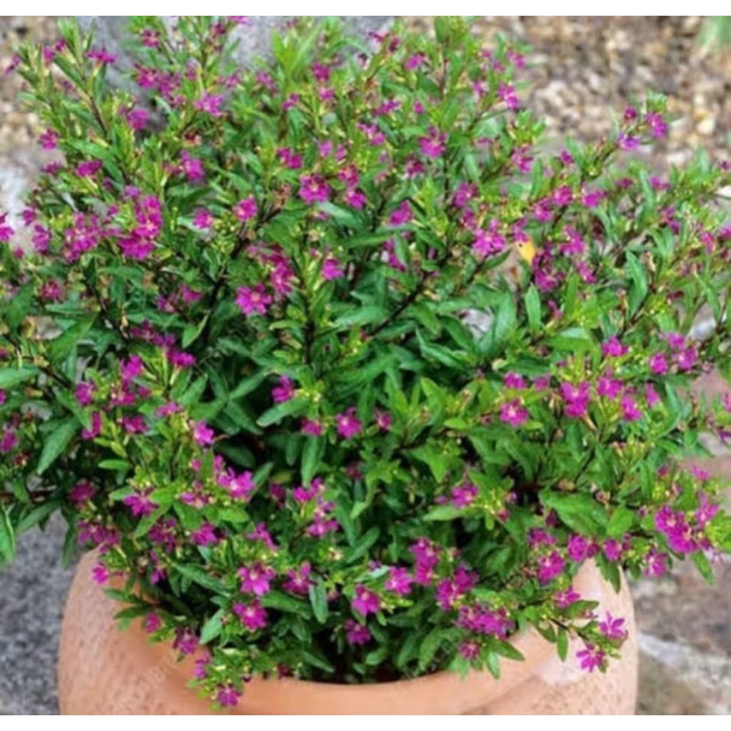 Tanaman hias bunga taiwan ungu - bunga taiwan