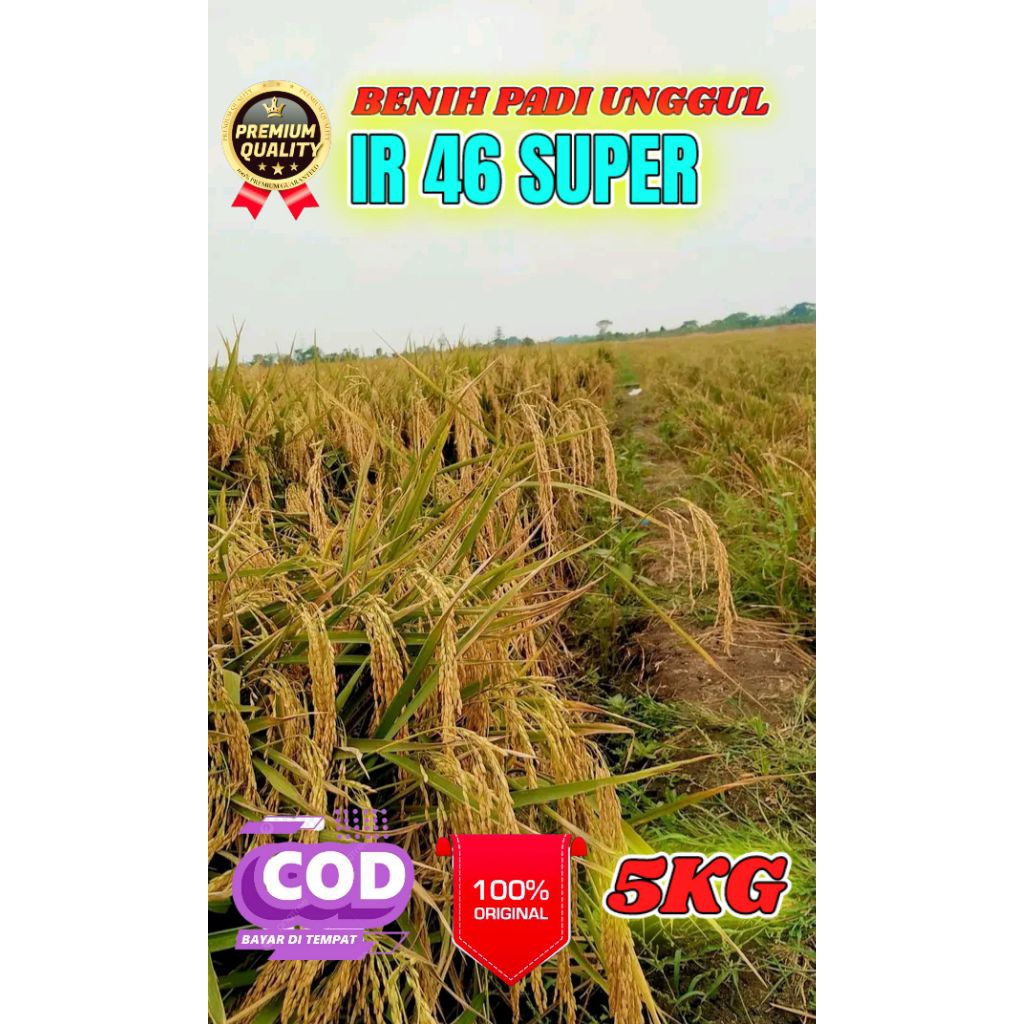 BENIH PADI BERKUALITAS IR 46 KEMASAN 5KG