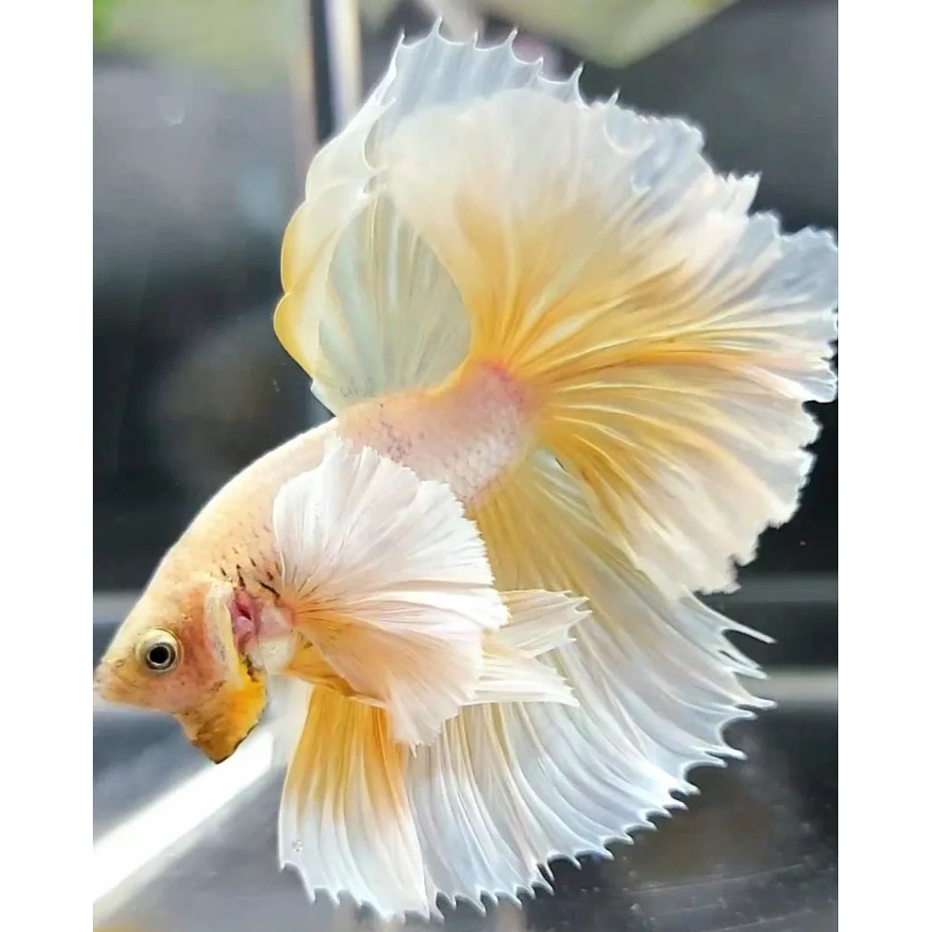 Hiasan aquarium Cup4ng Halfmoon Dumbo Ear Multicolor, Lavender, Pastel, Big Ear