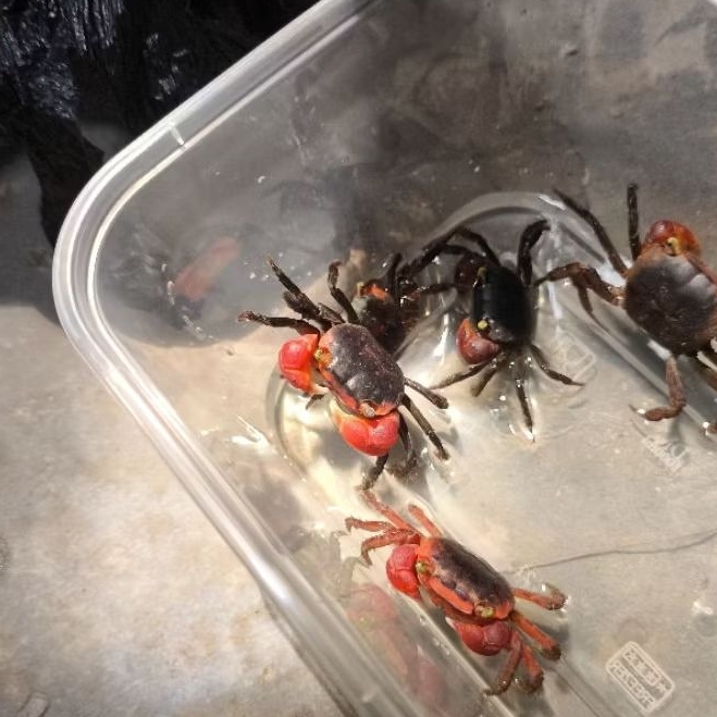 apple crab / kepiting apple / kepiting hias / kepiting darat / kepiting air tawar / apple / kepiting