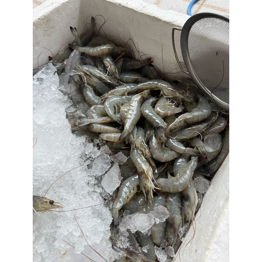 Udang Vaname Fresh 1kg / size 50
