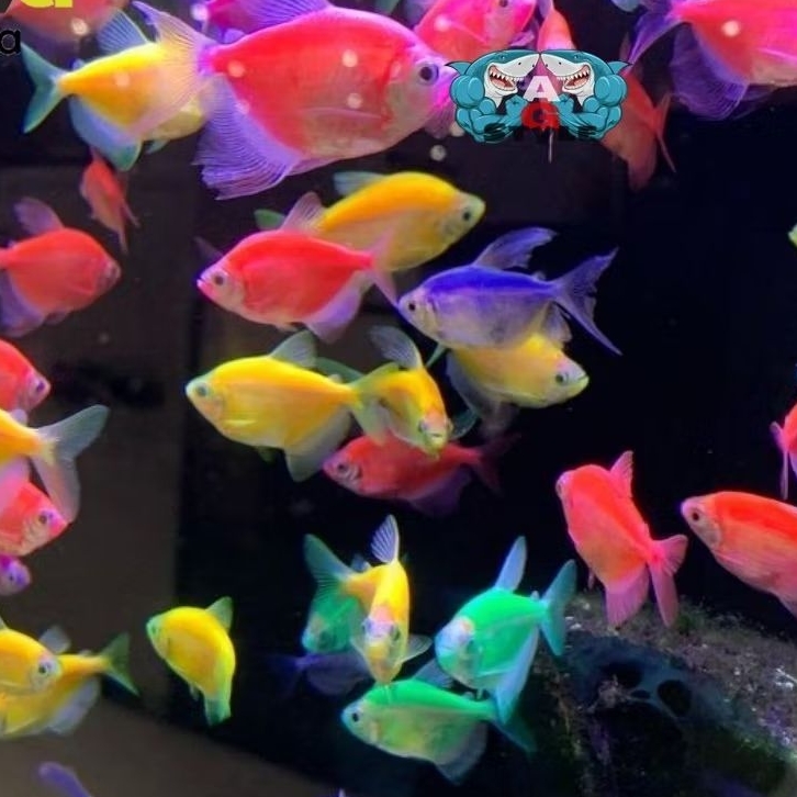 [BERGARANSI] Ikan Hias Glofish Tetra Size S Glowfish Tetra Ikan Warna Warni Ikan paket besar 15 ekor