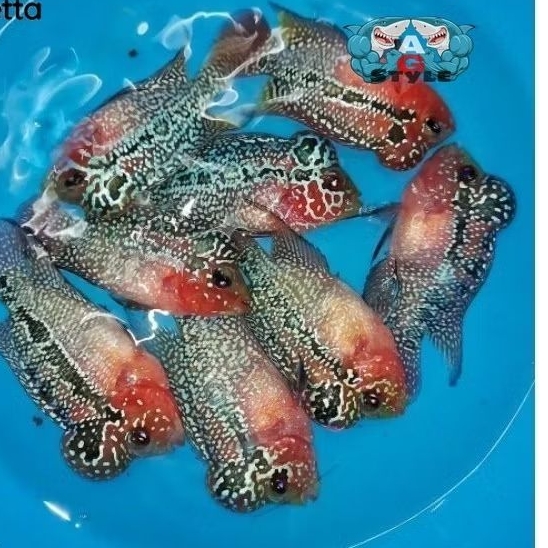 beli3bonus1 Burayak Louhan Super Red Dragon Merah merona 3cm hiasan akuarium unik