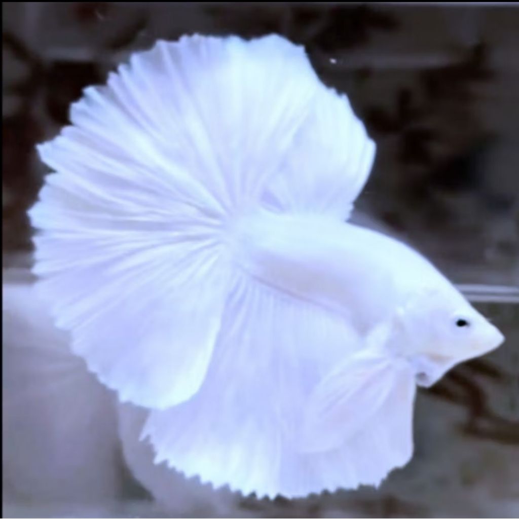 CUPANG BETINA HALFMOON WHITE PLATINUM GRADE A+