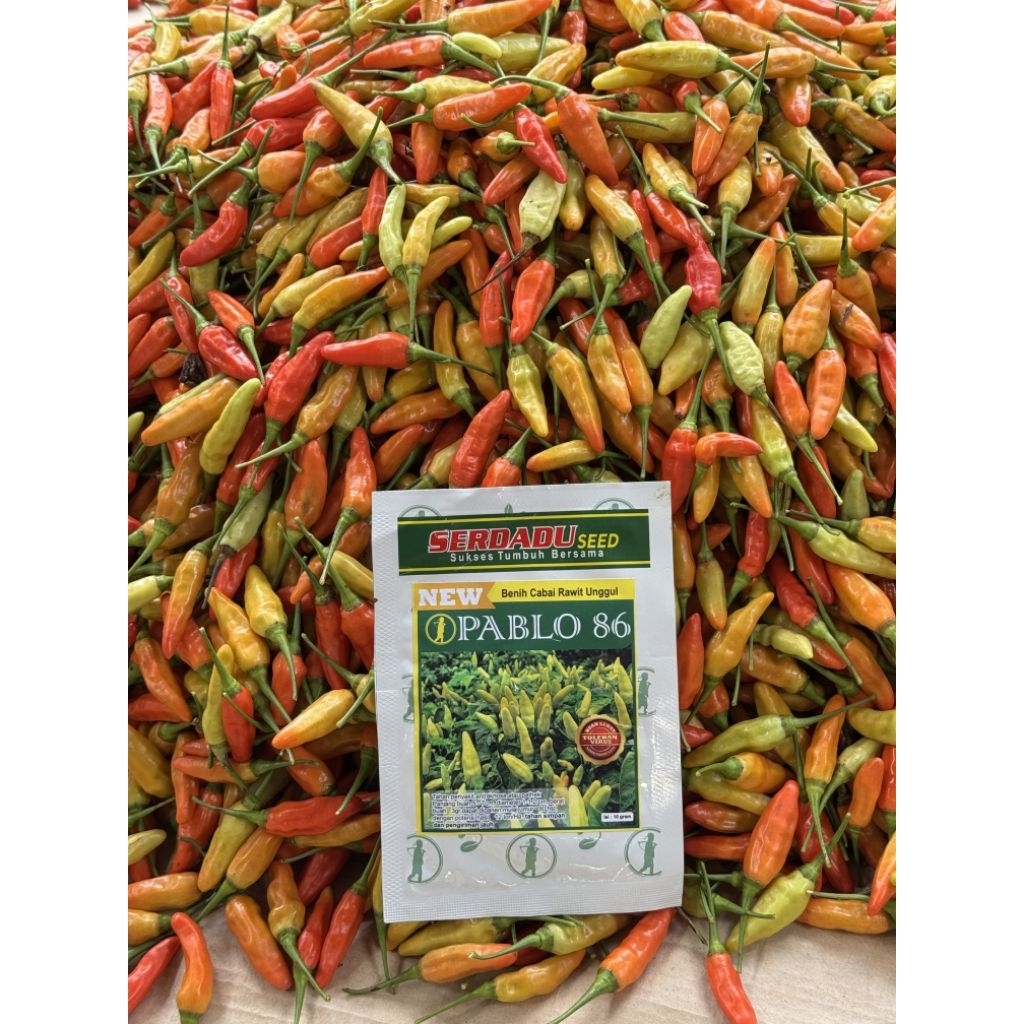 BENIH CABE RAWIT NEW PABLO 86