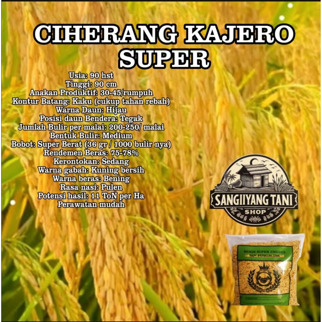 Benih bibit padi 1kg ciherang Pajero super ciherang kajero