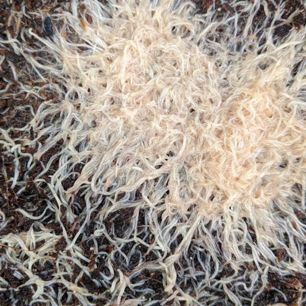 GRINDAL WORM PAKAN ALAMI IKAN HIAS GUPPY, CUPANG, MOLLY, KOKI, GLOFISH, PLATY, DANIO, TETRA