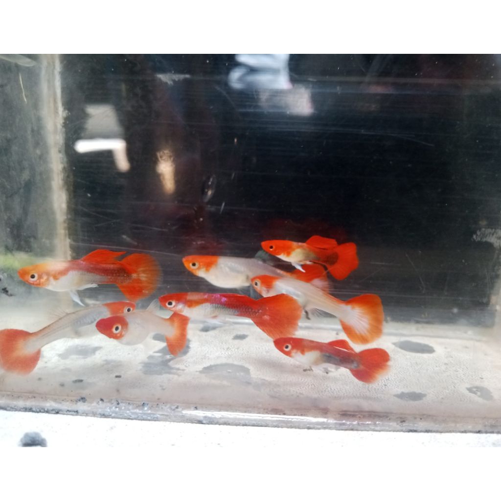 GUPPY RED KOI PEMBERSIH AQUARIUM