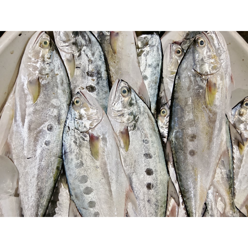 Ikan Talang Segar 1Kg Ikan Talang Talang Seafood Ikan Segar Ikan Laut