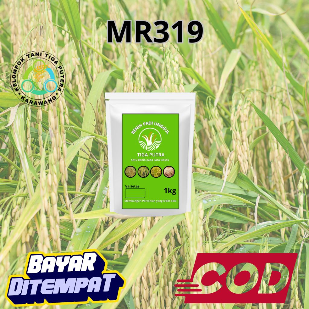 Benih Padi Unggul Mr319 5kg original