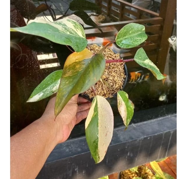 Philodendron Strawberry Shake