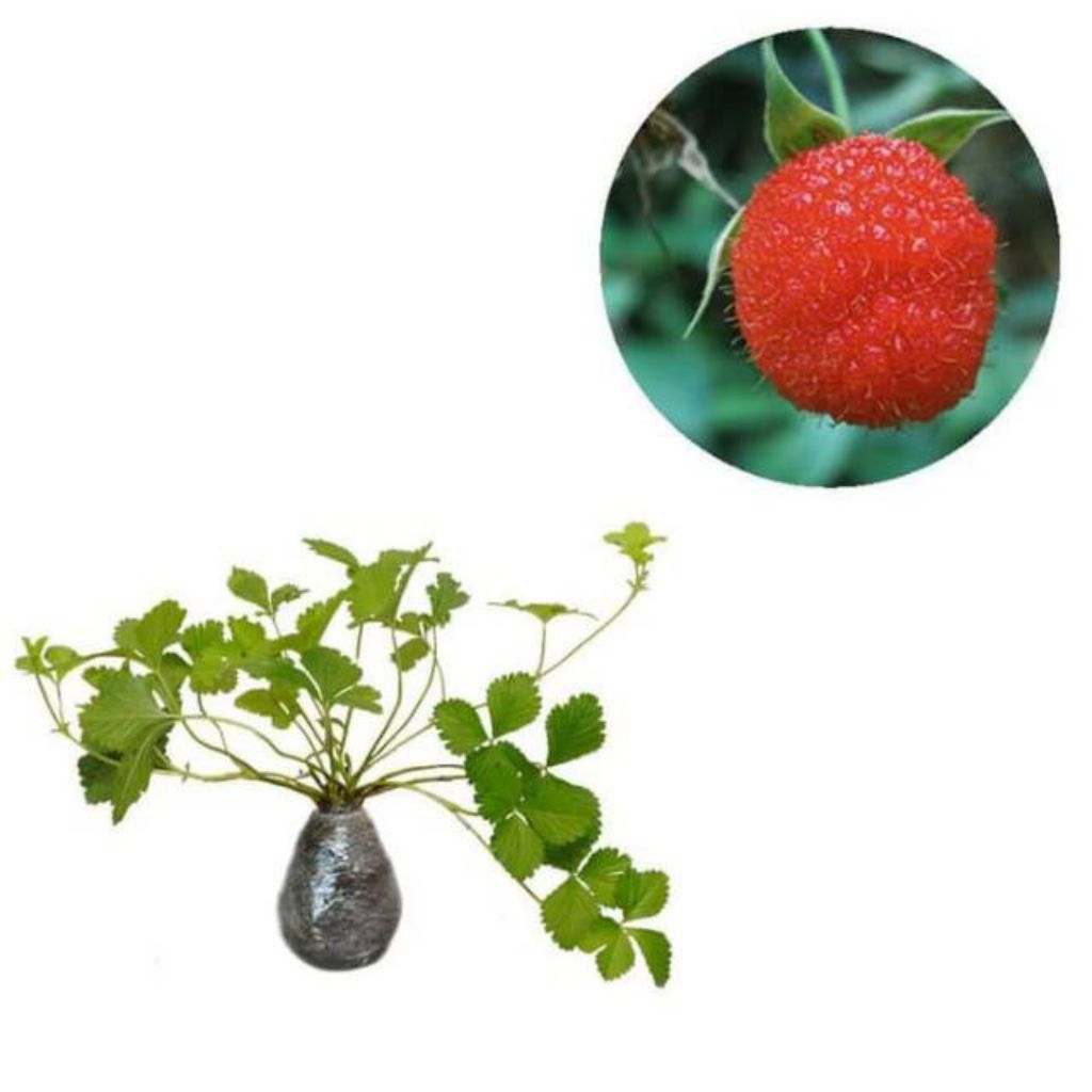 promo bibit buah arben merah