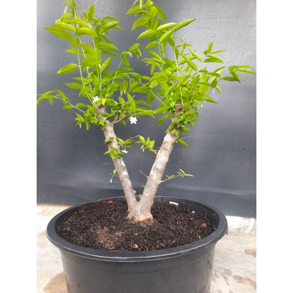 Bahan Bonsai Anting Putri Gaya Twin Program Akar Size Medium Real Pict
