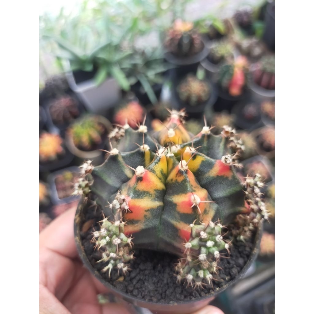 Gymno Miha Hybrid Variegata Calon Induk