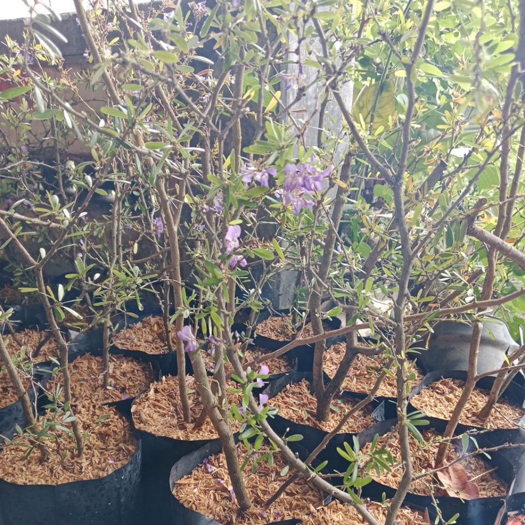 saeng simbur micro vietnam