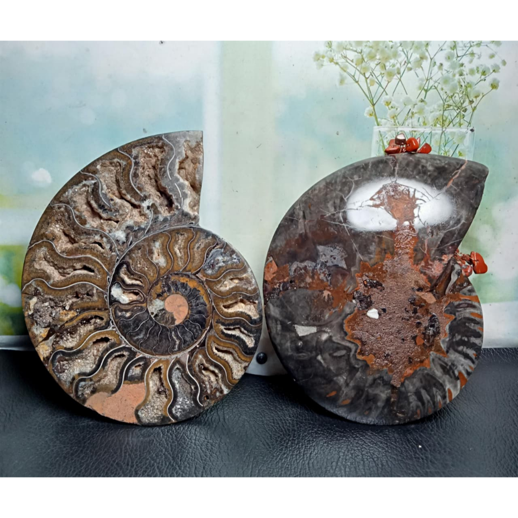 Batu Natural Fossil Keong Black_Ammonite Sepasang (2)