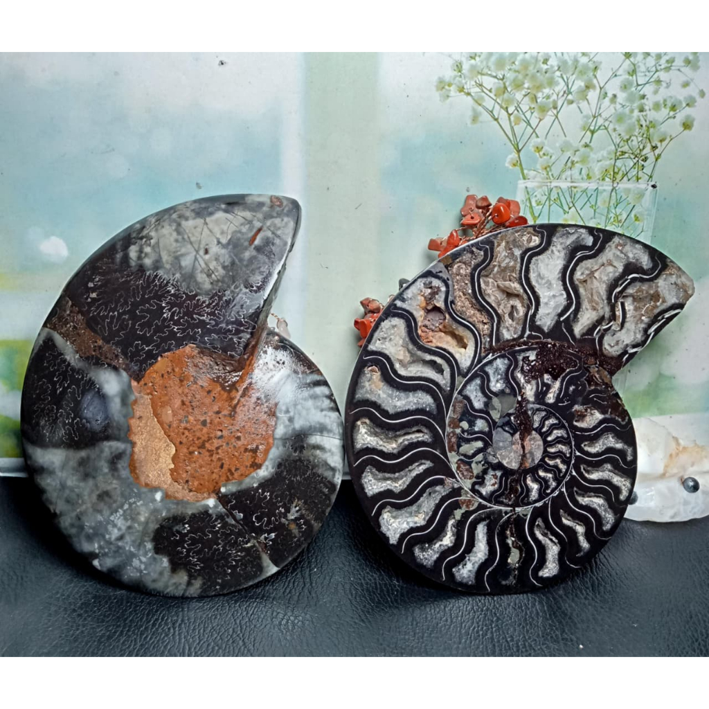 Batu Natural Fossil Keong Black_Ammonite Sepasang (4)