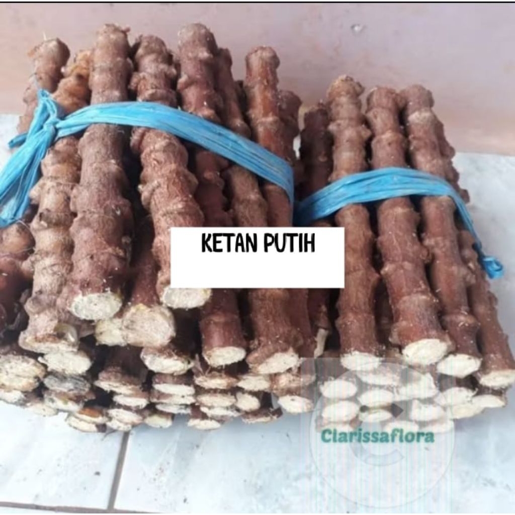 PAKET 10 POHON BATANG SINGKONG KETAN PUTIH TINGGI ±25CM / PAKET 10 BATANG SINGKONG TANAMAN SINGKONG