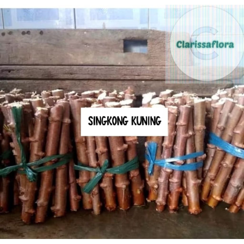 PAKET 10 BATANG SINGKONG KUNING / PAKET 10 POHON SINGKONG / BIBIT BATANG SINGKONG KUNING BESAR